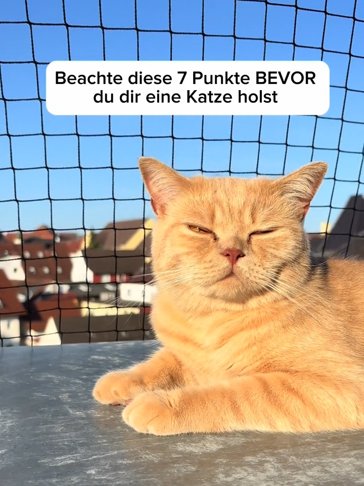 Fallen euch noch mehr Punkte ein? Diese Überlegungen sollte jeder vor der Adoption einer Katze beachten und sich darüber im Klaren sein. #katzenadoption #katzenanschaffung #catmom #katzeneltern #catlover #toffeeandgeorgie #toffeeundgeorgie #bkh #britischkurzhaar #kitten #katzenbabies #adoption #fyp #foryou