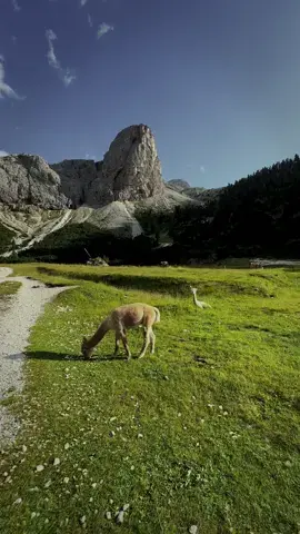 🦙🍃🫶… | 📍Dolomites / Italy 🇮🇹  | 📷 more beautiful places @giuliogroebert  | 🚐 exploring the world w/ @elena_wuest  | #italy #dolomites #nature #alpaka #landscape #mountains #Hiking #travel 