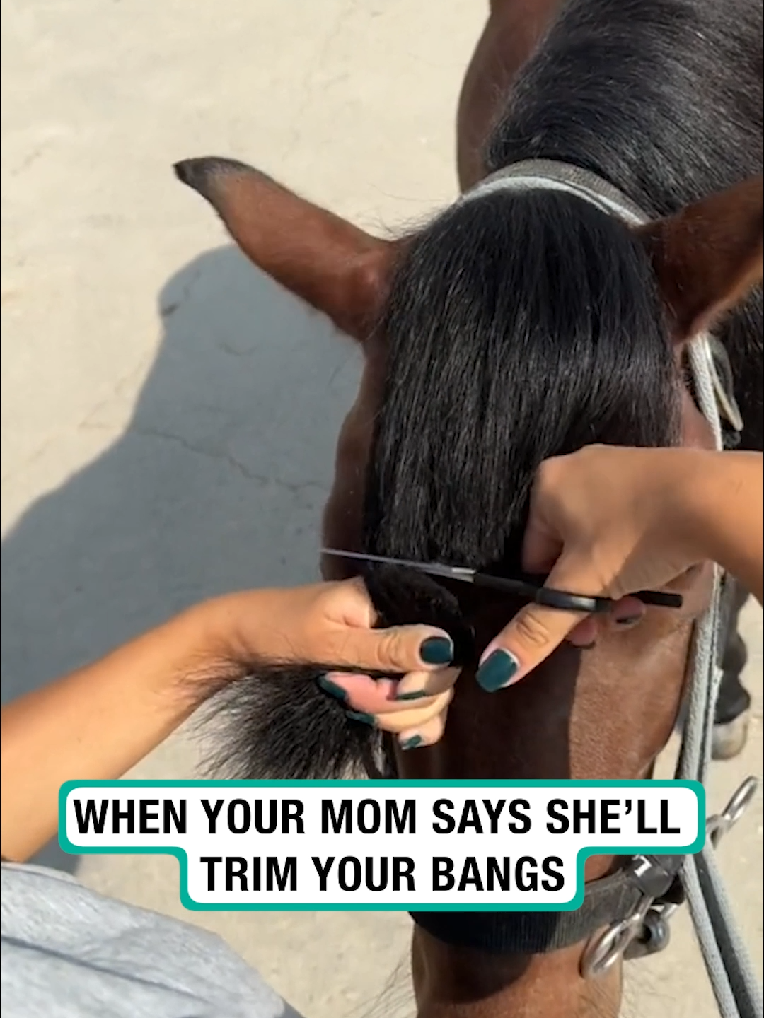 Never trust your mom to cut your hair 💇🐴 🎥: qizil_nal_atciliq #furrytails #horse #horsesoftiktok #trim #haircut #mom #bangs #funny