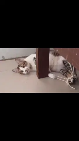 Jiro: NANI the video, hooman? 👀 #cute #catsoftiktok #calicocat #funny #reels #fyp 