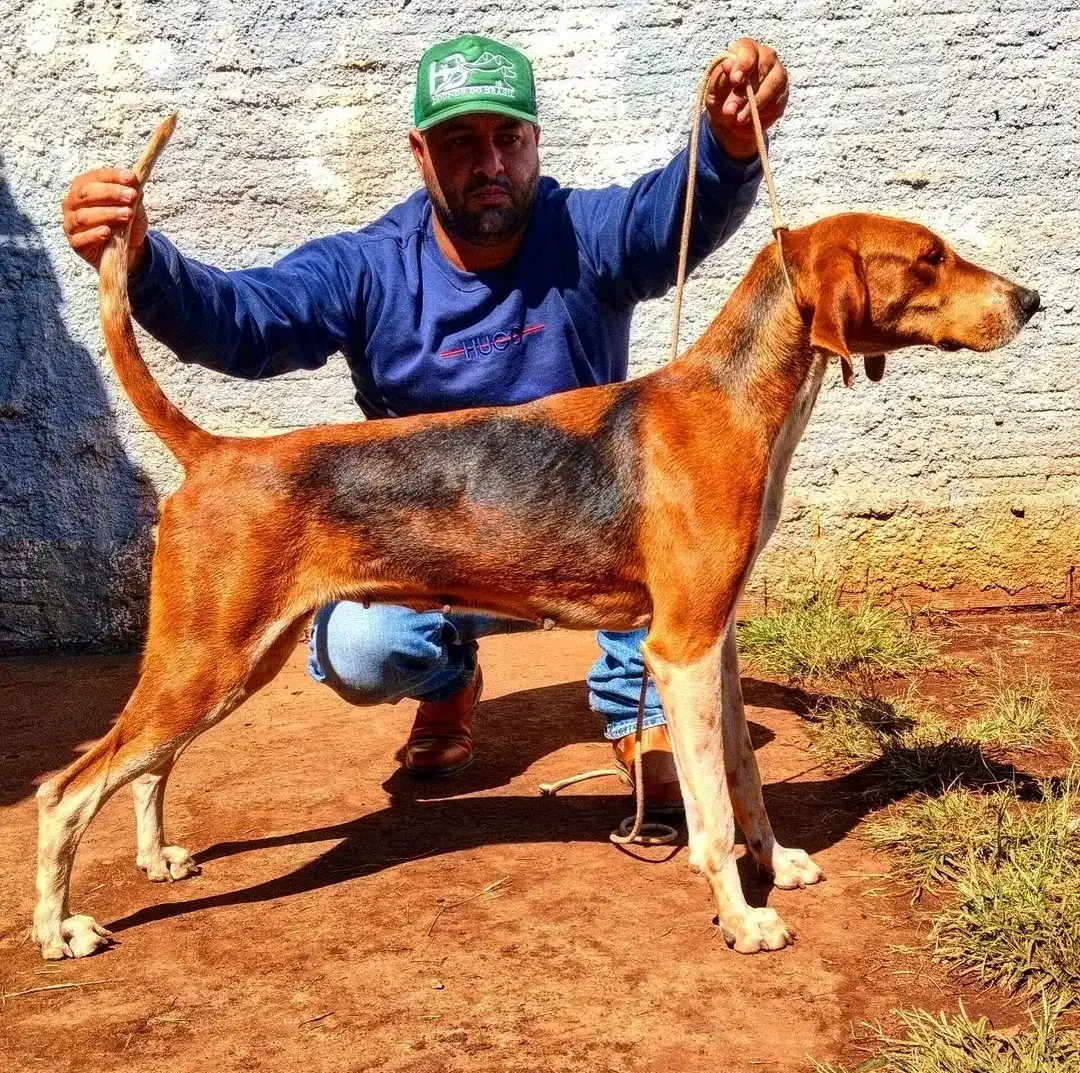 #foxhound  . . . . . . #todos #todos #todos #todos 