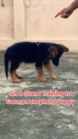 Sit & Stand Training to German shepherd puppy Easy #germanshepherd #Lover #foryoupage 