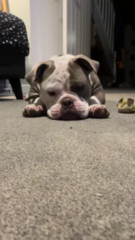 My big scary dog… scared of a fly 🤣🤣🤣 #pocketbully #americanbully #funnydog #funny #dog #puppy 