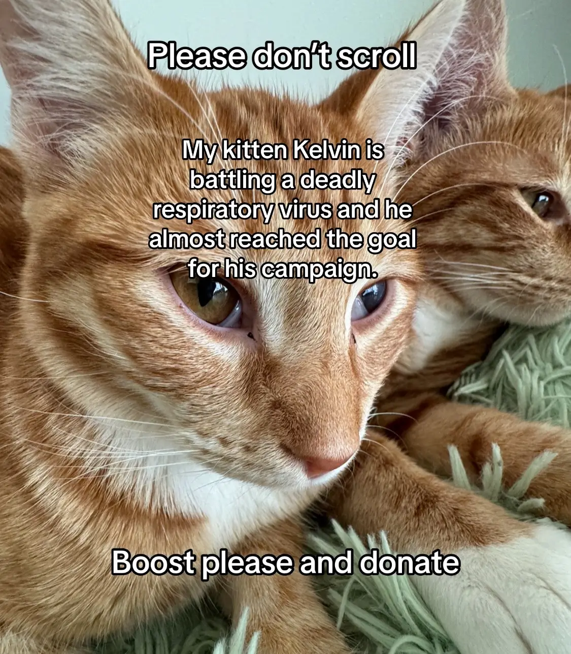 There isn’t much left to raise. No one wants to lose a pet like this. Please visit the link in my bio for donations #kittensoftiktok #kittens #kitten #vet #pleasehelp #sickkitten #rescuekitten #rescuecat #catsoftiktok #animalsoftiktok #orangecat #orangecats #petcare #pets #boostplease #foryou