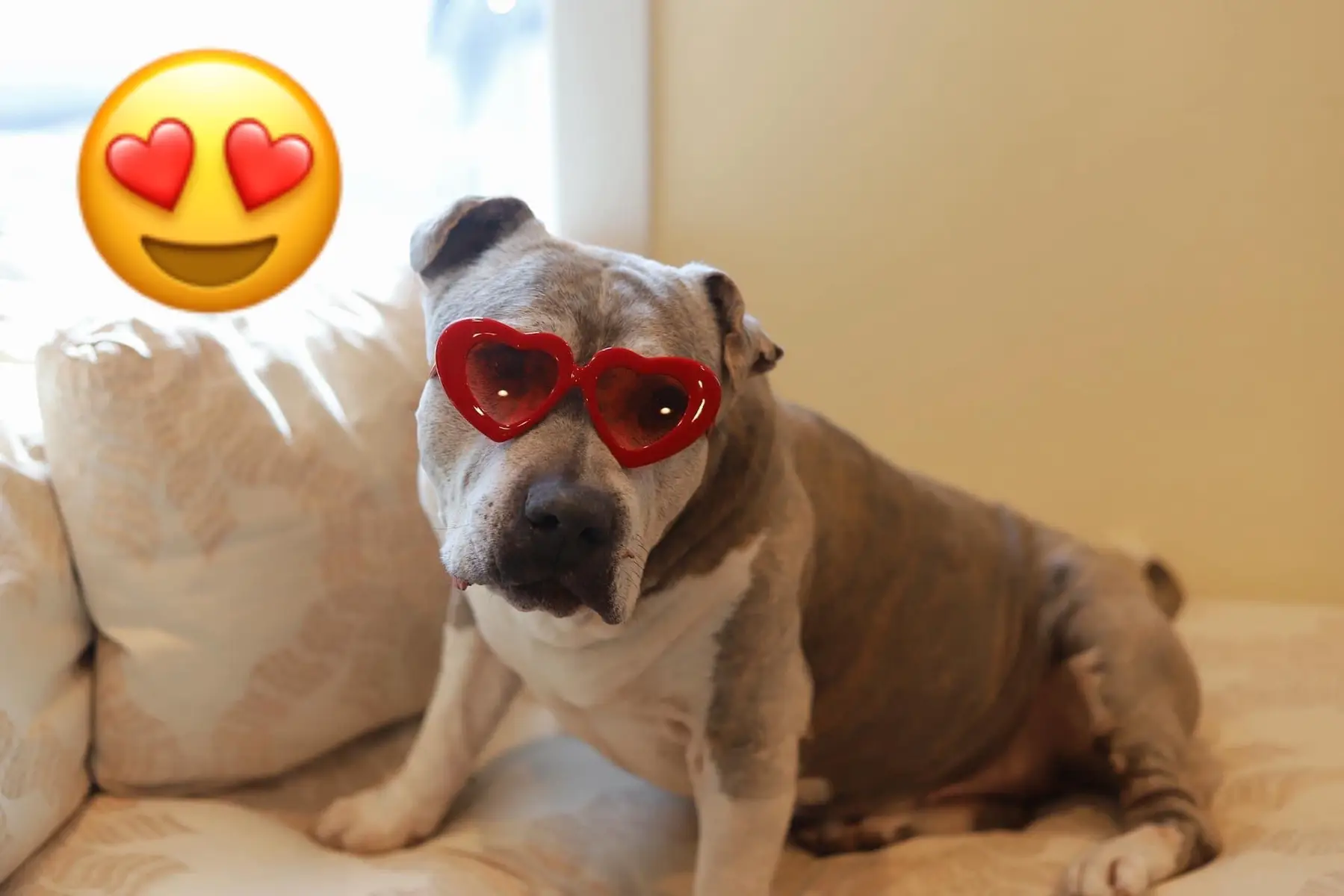 Sparkles many faces as ✨ emojis ✨ If you love an okd dog with a big personality check him out (baldwinhumane.org) #dog #dogsoftiktok #adoptme #rescue #humanesociety #baldwincountyalabama #adopt #fairhopealabama #shelter #PetsOfTikTok #rescuedogs 