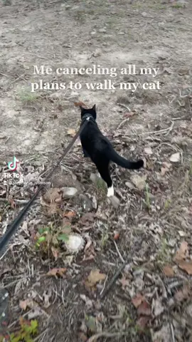 #creatorsearchinsights #catwalk 