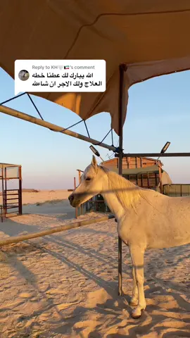 Replying to @KH🤍🇰🇼 لا تفوتكم يوميات الاصفرر بالبايو  #خيل_وخياله🐎 #خيل #f #اكسبلورexplore #كاس_السعوديه #ماشاءالله_تبارك_الله #خيل_عربي_اصيل #capcut #fyp #اكسبلور #مالي_خلق_احط_هاشتاقات #خياله🐎 #خيول #horses #ترند #السعودية🇸🇦 #الحمرة #خيل_عربي_اصيل 