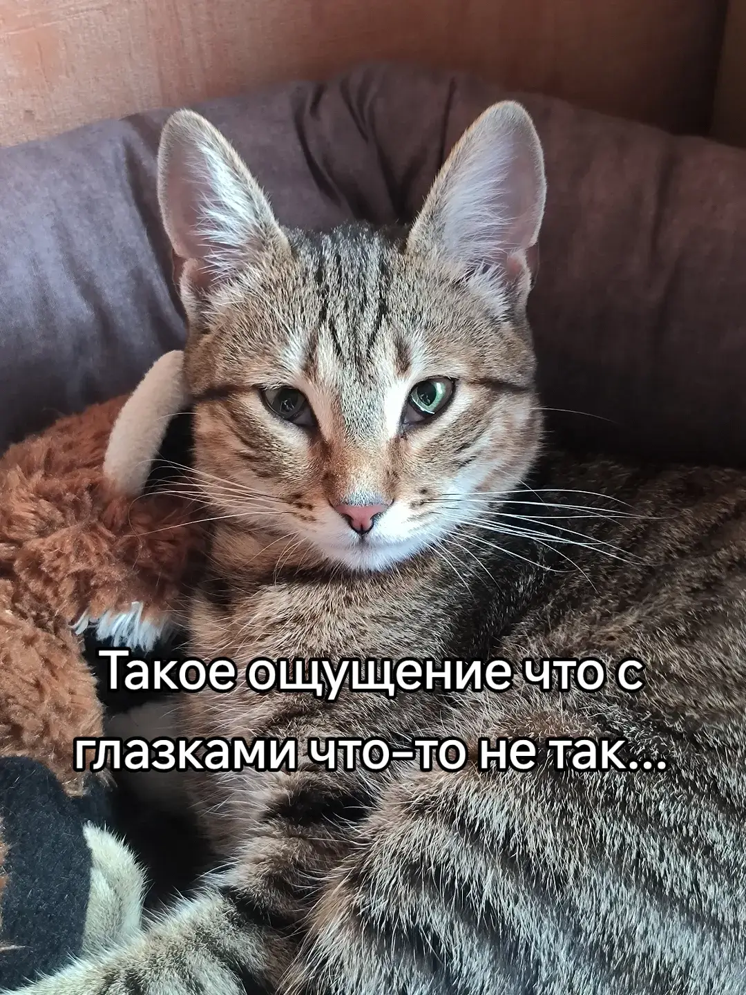 Ответ пользователю @user8565856152375  #кот #коткицунэ #кошки #животные #питомец #коты #ветеринар 