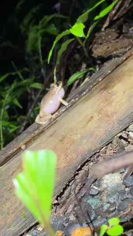 Coquí #puertorico🇵🇷 #parati #coqui 
