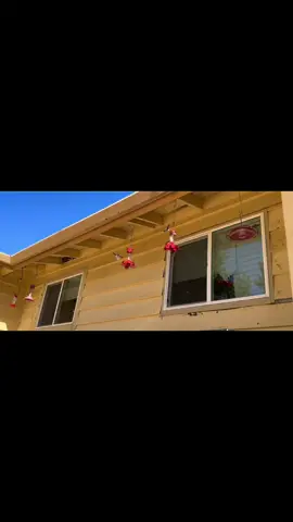 #hummingbird #hummer #hummingbirdfeeder #hummingbirdsoftiktok 