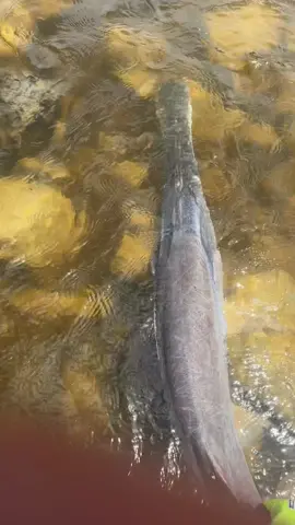 American paddlefish, also known as a Mississippi paddlefish, spoon-billed cat, or spoonbill, is the last living species of paddlefish #paddlefish #spoonbill #catfish #Mississippi #fisherman #freshwaterfishing #RossBarnettReservior #RiverMonster #JeremyWade #prehistoric #fyp #fishing #DeepSouth #damfishing 