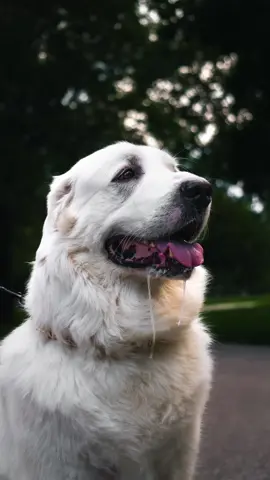 Meet Odin the Great Pyrenees 🦮 thank you for letting me take photos of this beautiful dog! The Pyrenean Mountain Dog is a traditional breed of the Pyrenees. In France it is usually called the 'Patou'. They came to be used by the French nobility to guard their châteaux particularly in the south of the country.  It is sometimes claimed that French settlers took these dogs with them to Canada and that they are am ong the forebears of the  Newfoundland I walk around asking people if they would like free pictures of their love ones. I love learning about new breeds of animals and the history they came from.  #streetphotography #StreetStyle #photography #greatpyrenees #dogs #dogsoftiktok #windsorontario #fyp #foryou #foryoupage 