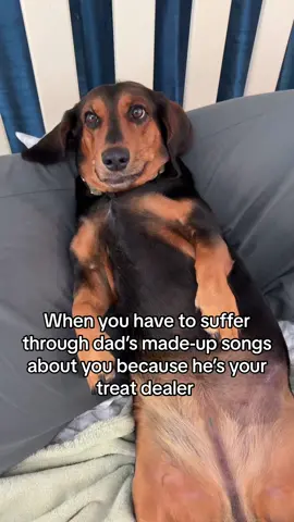 Pickles is here for any of our songs, as long as she gets a treat 🦴 🍖  #cutie #dog #dogs #dogsofmathias777 #dogsofinstagram #dogsofsocialmedia #mathiaslovedogs #doglife #doglovers #dogoftheday #dachshund #dachshundsofinstagram #basset #bassethound 