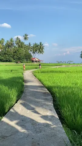 Ampia masuk sawah di akhir 🤣🤣🤣 #sumbar #ranahminang 