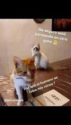 #gatos #gatostiktok #michis #celos 