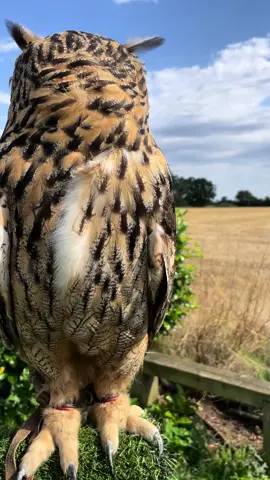 Mum, Im busy being nosey at whats in my field, I will give you attention in a moment. #headturn #nosey #strikeapose #imsexyandiknowit #eartufts #animalears #eeo  #codey  #codeytheeagleowl #eagleowl #フクロウ #eagleowls #owls  #iloveowls #owllover #owlstagram_feature  #owlstagram #owlyouneedislove  #owlstuff #owllove #owlobsession #owlart #owleyes #owlsome #owladdict  #owlobsession  #owlobsessed #justagirlwithherowl #falconry