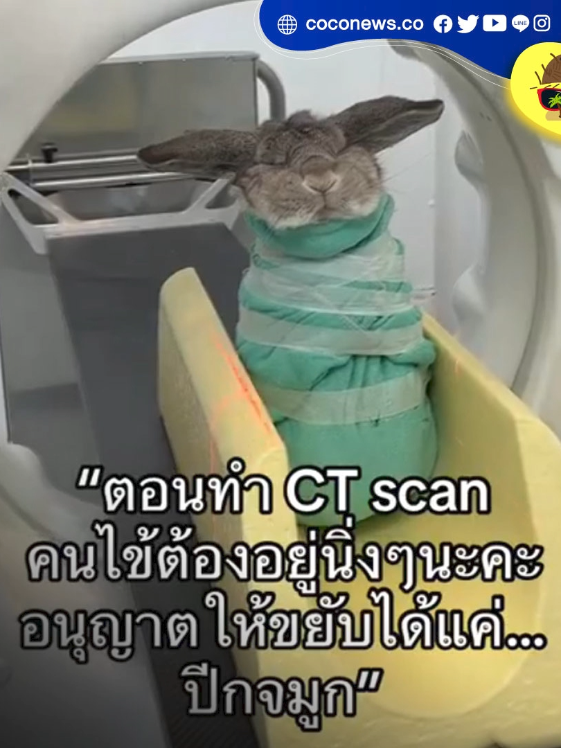 CT แสกนน้องกระต่าย ทำกันแบบนี้ . การตรวจเอกซเรย์คอมพิวเตอร์ หรือเรียกว่าซีทีสแกน (CT Scan) เป็นการตรวจทางด้านรังสีวินิจฉัยอย่างหนึ่ง โดยใช้เอกซเรย์หมุนรอบตัวผู้ป่วย เก็บข้อมูลในรูปแบบ 3 มิติ ซึ่งทำให้แพทย์เห็นภาพในร่างกายได้อย่างชัดเจน แต่ที่หลายคนอาจไม่ทราบ ก็คือ ในโรงพยาบาลสัตว์ใหญ่ๆ ก็มีเครื่อง CT ใช้สำหรับสัตว์เช่นกัน แต่ปัญหาหลักคือ เราไม่สามารถสื่อสารให้สัตว์เข้าใจได้ว่าจำต้องอยู่นิ่งๆ เพื่อให้ภาพออกมาชัด ดังนั้น เมื่อน้องกระต่ายจำต้องเข้าเครื่อง สัตวแพทย์จึงห่อน้องให้อยู่นิ่งๆ แบบนี้ . #ข่าวtiktok #pet #pets #rabbit #rabbits #animal #animals #ct #ctscan #สัตวแพทย์ #veterinarian #veterinary #bunny #hare