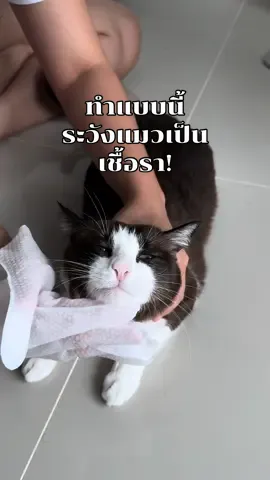 ถุงมืออาบน้ำแห้งแมว สะดวกจริง แต่ระวังแมวจะเป็นเชื้อรา! 😱 #ถุงมืออาบน้ําแห้งแมว #อาบน้ำแมว #อาบน้ําแห้งแมว #แมว #สวนสัตว์tiktok  ของใช้แมวอื่นๆ @ลักกี้ลักกี้ ชุดนอน @ลักกี้ลักกี้ ที่นอน @ลักกี้ลักกี้ ถ้วยอาหาร