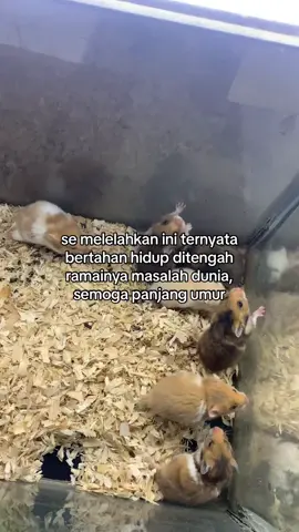 jangan nyerah hidup masi seru #fyp #storytime 