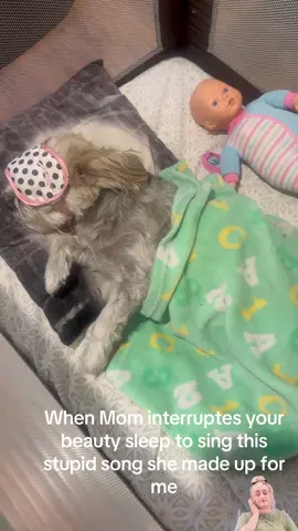 Happenson daily basis#cutedog#funny#fypシ゚viral🤎💙tiktok  