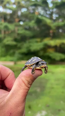 Once Upon a Time, There Was a Tiny, Baby Turtle…..🥹 In this video we talk about how a baby eastern box turtle, the same species as Otis, has just hatched at Garden State Tortoise. The baby has a small white egg tooth that it used to break out of its egg, and its coloration will develop more as it grows older.  #babyturtle #babytortoise #gardenstatetortoise #boxturtle #cutenessoverload #animalfacts #reptileeducation 