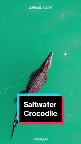 Saltwater Crocodiles are GIANT!! 🐊