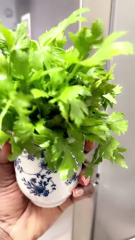 How to Keep Your Parsley Fresh and Alive for More Than 1 Month!! #freshparsley #whattocooktoday #kitchentips #chefbethskitchen 