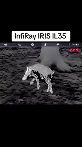 #digitalnightvision #InfiRay #thermalvision #forest #goodthing #wild InfiRay IRIS IL35 nová kompaktná trieda termovízie od InfiRay za super cenu. zobrazenie detailu diviaka na 50m je vynikajúce