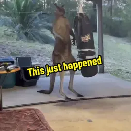 A Kangaroo just came into my Moms backyard. #Ma #Rapaport 