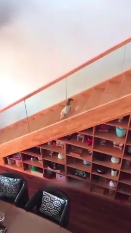 #funny #cat #fyp #catsoftiktok #funnycat #foryou #tiktok 