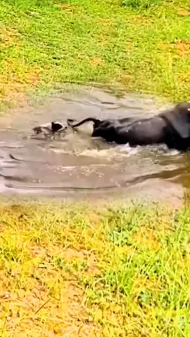 #animalworld #animal #wildlife 