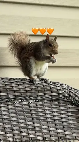 Meester Squirrel 🐿️ 🥹🧡