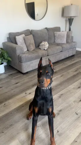 Hes very mindful, very demure ✨  #demure #fleaprevention #doberman #dobermanpinscher #dogsoftiktok #cutedog #puppy #DogTraining 
