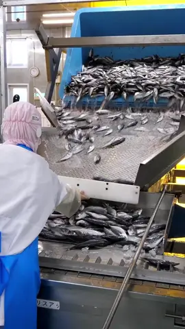Planta procesadora de pescado. @Asi Se Fabrica  #asisehace #fabricando #pescado 