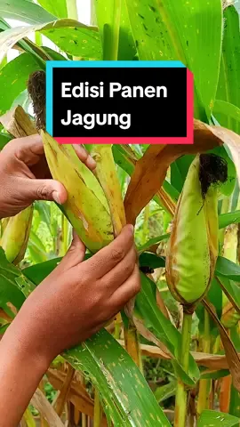 Panen jagung.. #farmlife #farm #villagelife #village #countrylife #slowliving #relax #aestethic #nature #garden #kebun #berkebun #perkebunan #panen #harvest #sayuran #desa #pedesaan #kampung #suasanapedesaan #alam #indonesia #petani #petanimuda