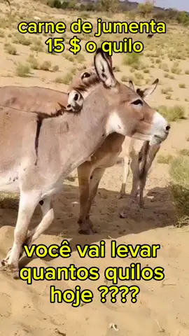 #CapCut #umenta #vendadeanimaes tiktok  #tiktok #tiktokviral  tiktok  jumentos a venda  #carne de cavalos carne de jumento
