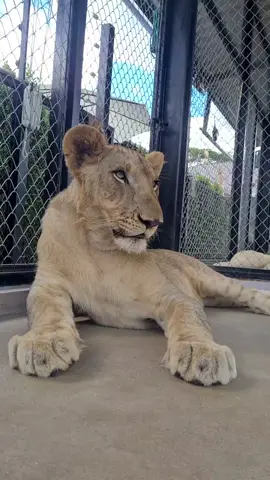 1st Lion Land in Phuket! #คนไทยรู้ทัน #TikTokกินเที่ยว #phuket #thailand #thailand🇹🇭 #lion #lionlandphuket #phuketdreamcompany #adventure #family #bigcat #chalong #fun #adventure 