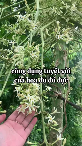 thấy hay thì hãy luu lại video này nha#caythuocquanhta #thaoduoccoba #hogiohokhan 