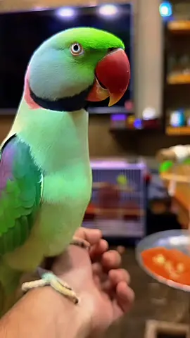 Talking Parrot Mithu🦜 Mithu Batain Kar Raha Hai #talkingparrot #bolnewalatota #parrot #cuteparrot #mithu #tota #shorts 