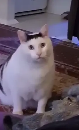 huh #cat  #cats #catsmeme #meme #memes #memestiktok #fyp #fypシ #funny #cute #fat #memesound #soundfx #fx #effect