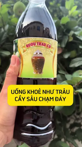 Uống vào là khoẻ như trâu #duocsinguyentheu #songkhoe247 #dongy #trauco #ruoutrauco #quatrauco #quatraucotuoi #quatraucokho  @Dược Sĩ Nguyễn Thêu  @Dược Sĩ Nguyễn Thêu  @Dược Sĩ Nguyễn Thêu 