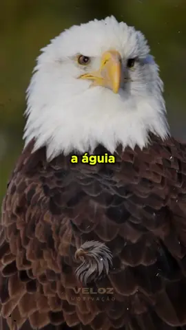 Por que as águias voam tão alto? #reflexão #motivação #status #frases #aguia 