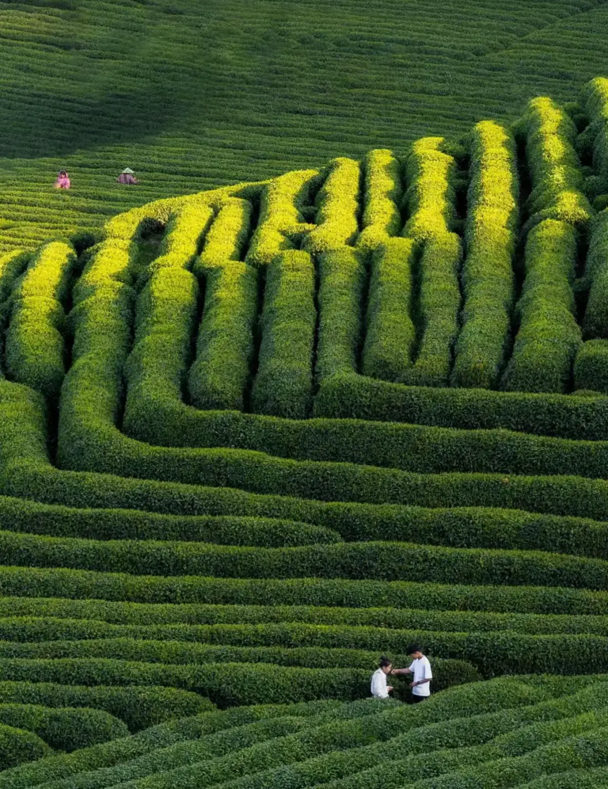 🖼️Nổi tiếng với Trà Long Tỉnh (Giếng Rồng), Đồn điền Trà Long Tỉnh là nơi không thể tuyệt vời hơn để ngắm nhìn khung cảnh xanh tươi của những lá trà được chăm sóc cẩn thận và tìm hiểu về văn hóa trà ở Trung Quốc. 🎍Khi đến đây, ngoài việc chụp ảnh check in hay thưởng trà, du khách còn có cơ hội được tự tay hái trà để hiểu thêm về cuộc sống của người dân nơi đây. #wowchina #tourtrungquoc