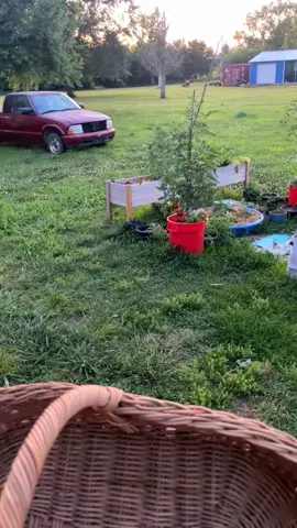 Garden harvest time!!! #blooming #nature #trending #gardenharvest #backyardgardening #harvesting #homestead #homesteadtoktok 