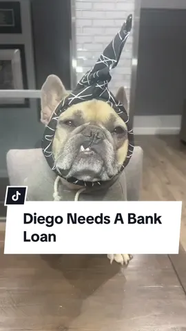 He’s doing everything but getting a job #bankloan #dogs #dogparents #frenchbulldog  #awkwardpuppets #money cred @Awkward Puppets 