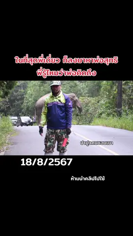 #เพจปาปูวคนชอบเขา #พลายสุ #พี่เดี่ยวหลับ #ช้างป่าเขาใหญ่ #อุทยานแห่งชาติเขาใหญ่ 