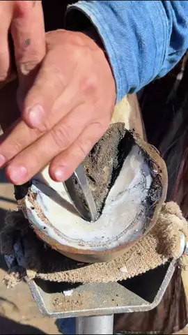 #horse #horses #horsesoftiktok #farrier #satisfying #asmr #satisfyingvideo #hoof 