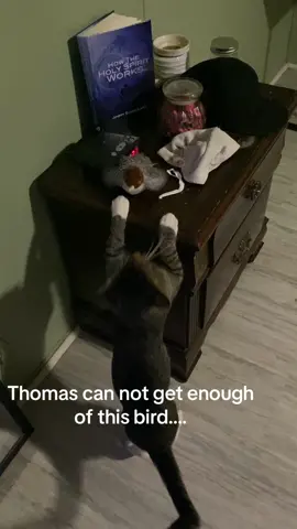 #catsoftiktok #catlover #thomas #catvideo #greycat 