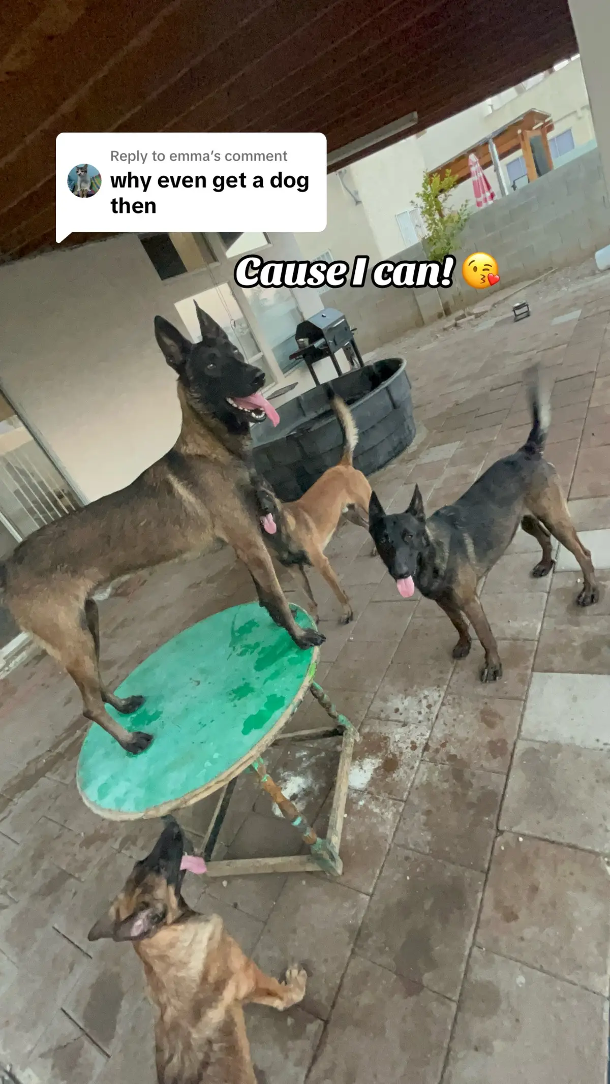 Replying to @emma  In case anyone was wondering! #belgianmalinois #foryou #foryoupage #paratii #belgianmalinoisoftiktok #pastorbelgamalinois #belgiummalinois #dogsoftiktok #dogs #doghousewithac 