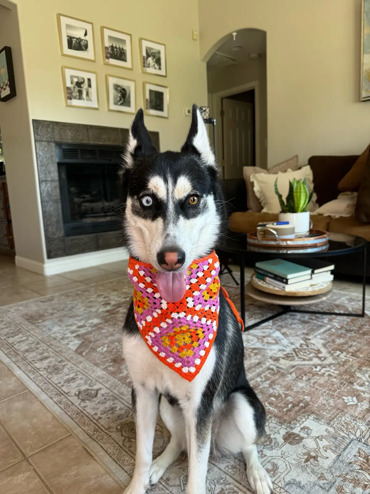 Link to my storefront in my bio!  #dogmomlife #dogfinds #enrichmenttoy #huskymom #handsfreeleash #lickmatts #doghairremoval #dogsupplements #dogbed #amazonfindspetsofttiktok 